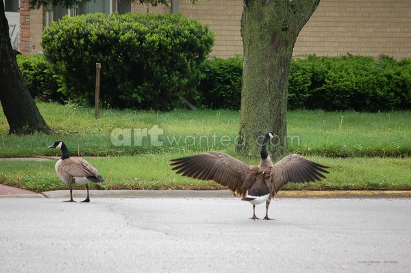 This Is My Street! Photo