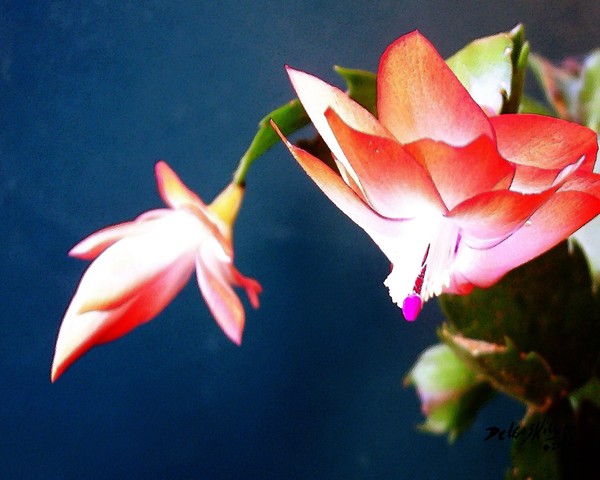 Orange Christmas Cactus 3