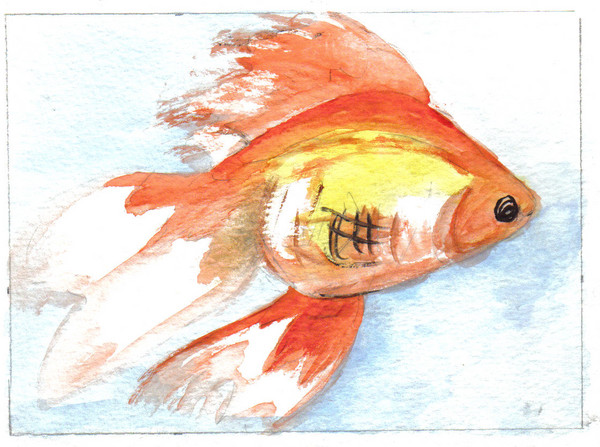 Goldfish 2