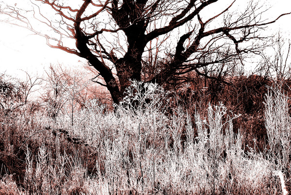 Frosty Morning