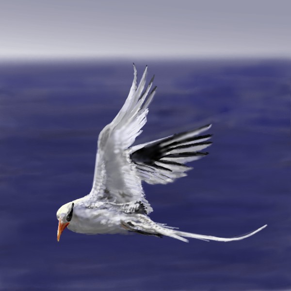 Red-Billed Tropicbird
