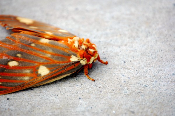 The Orange Giant