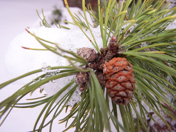 Pine on Ice