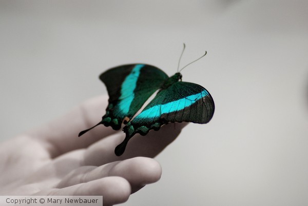 Released