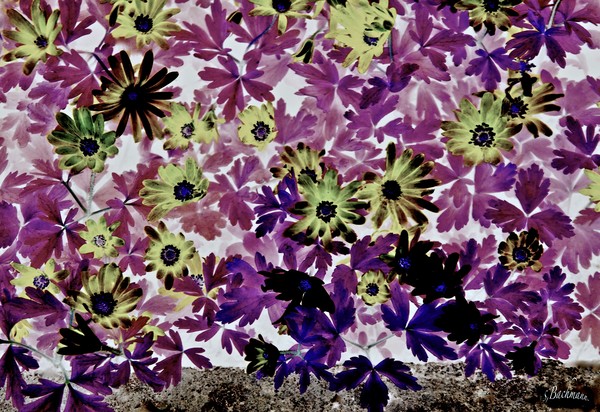  Sunday play ! Purple !