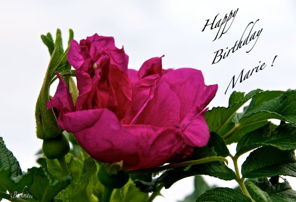  Happy Birthday Marie !