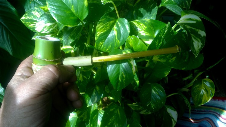 ESMERALDA from ZAGO'S PIPES