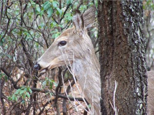 Deer Peering from behind tree