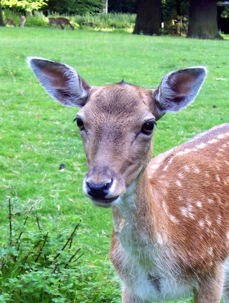 Lady Bambi