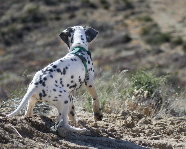 On the Hunt