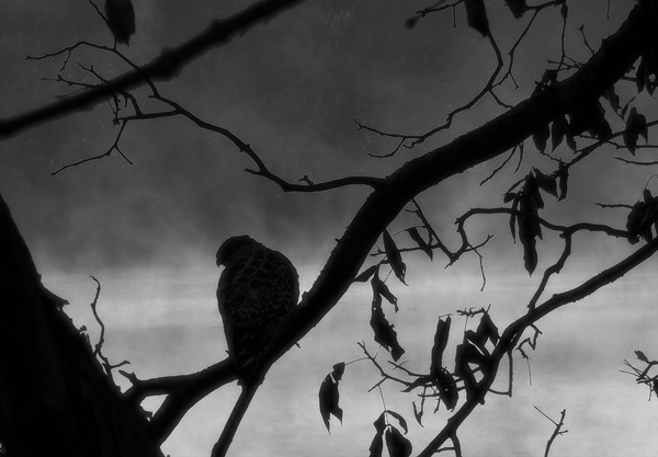 hawk in the mist