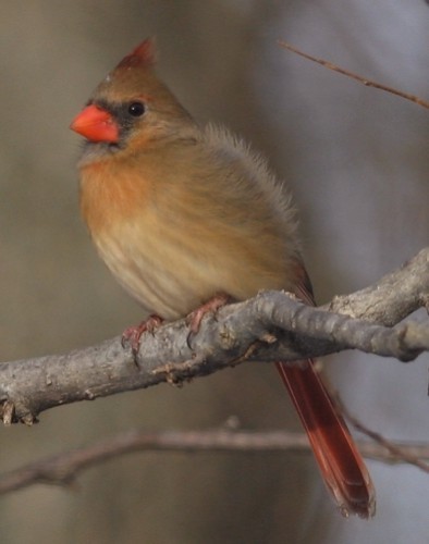 FEMALE CARDINAL