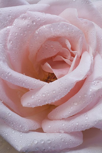 Pink Drops