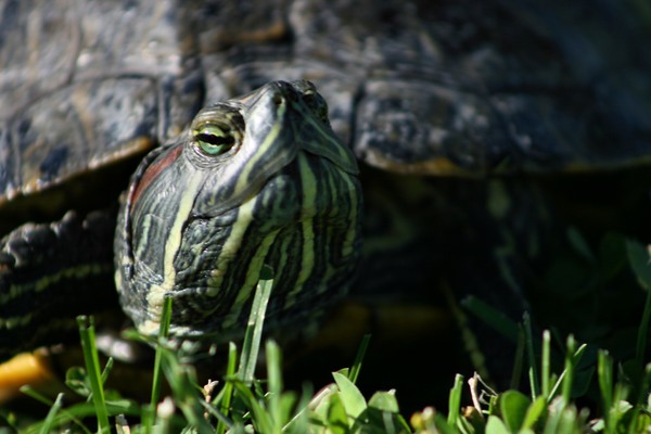 Turtle 5