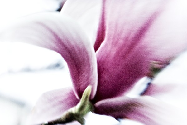 Magnolia Haiku