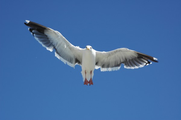 Open Wings