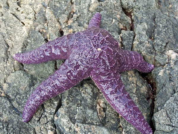 Starfish