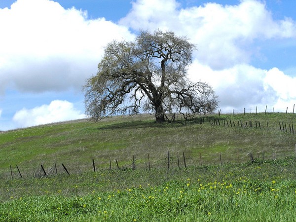 One Tree Hill