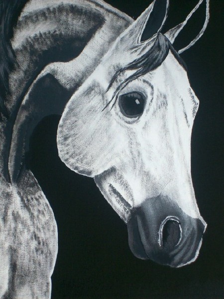 White Arabian