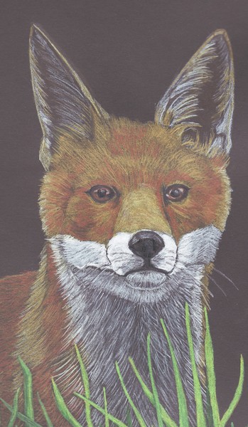 Foxy Lady