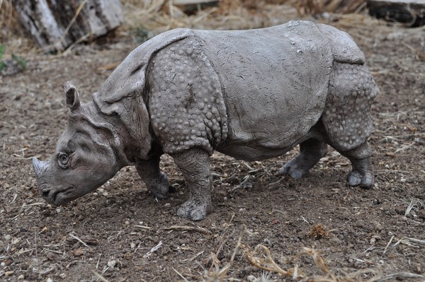 Indian Rhino