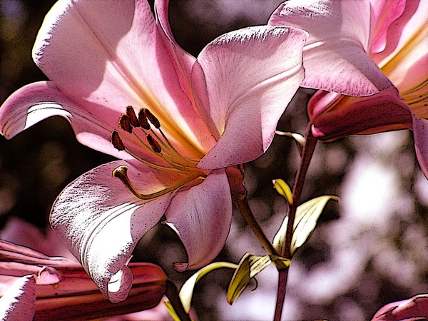  Lilies from the Berkshires
