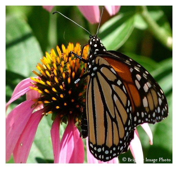 Monarch ( deux )