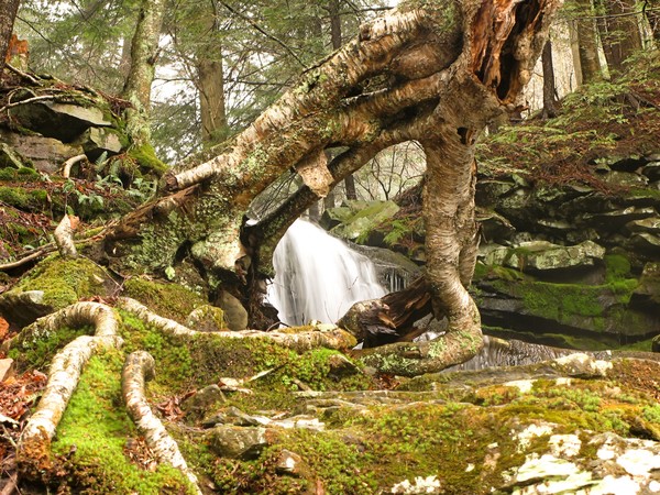 Through The Birch