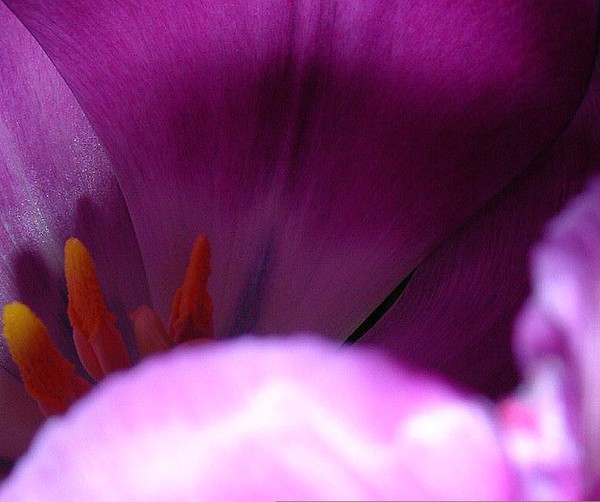 Tulip