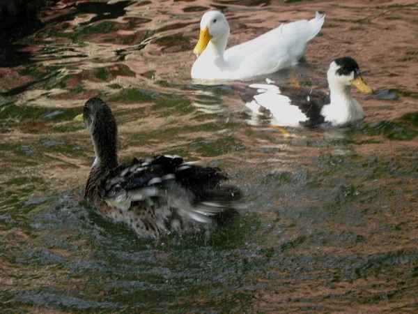 Ducks
