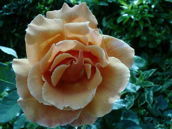 Summer Rose