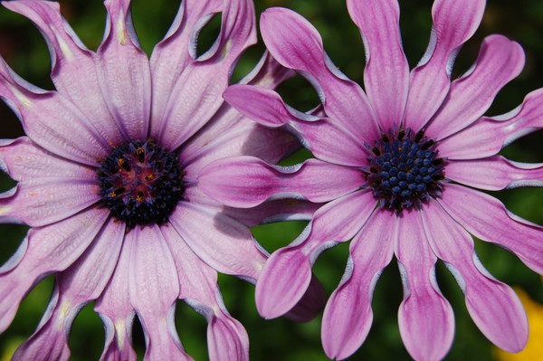 pretty purple