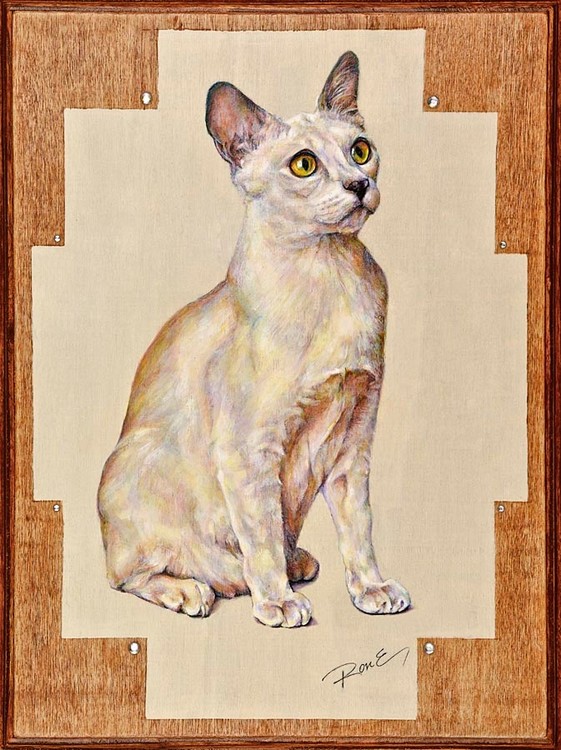 Lilac Tortie