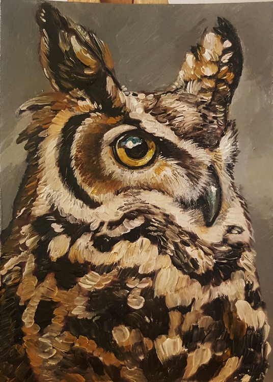 Long-Eared Owl