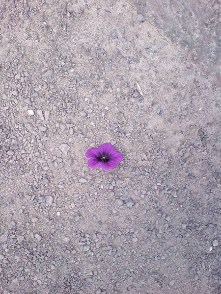 Purple Flower
