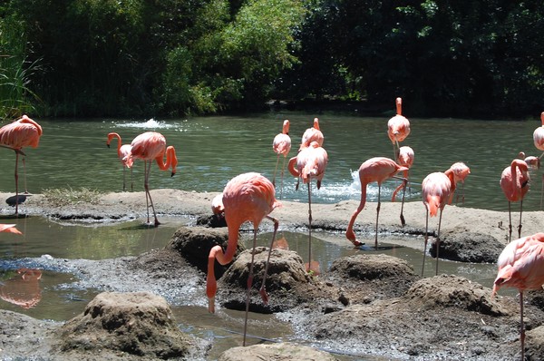 Big Birds on the lake.