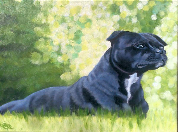 Staffie