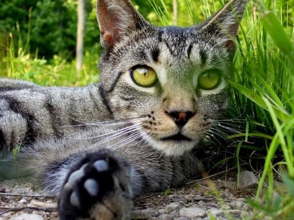 The Domesticated Wild ( My Cat )