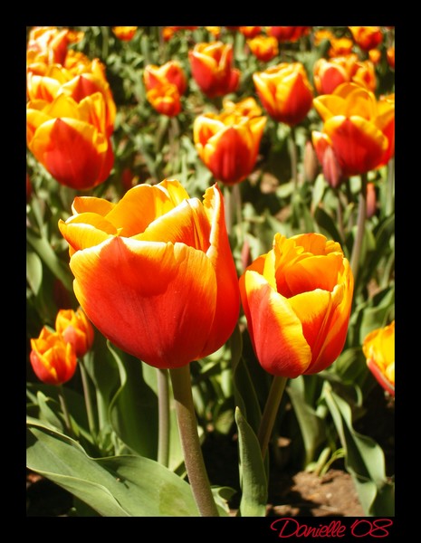 Tulips...