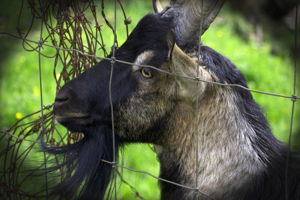 Billy Goat 