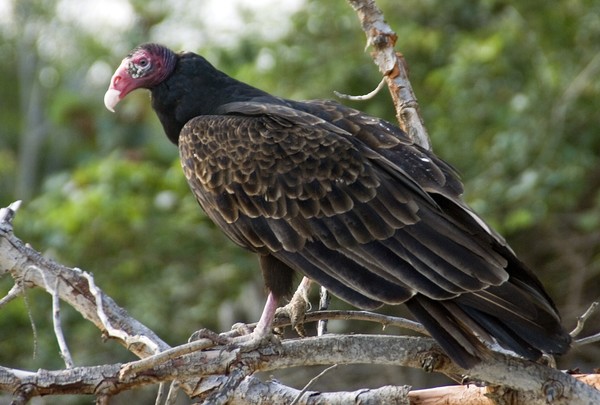 Turkey vulture
