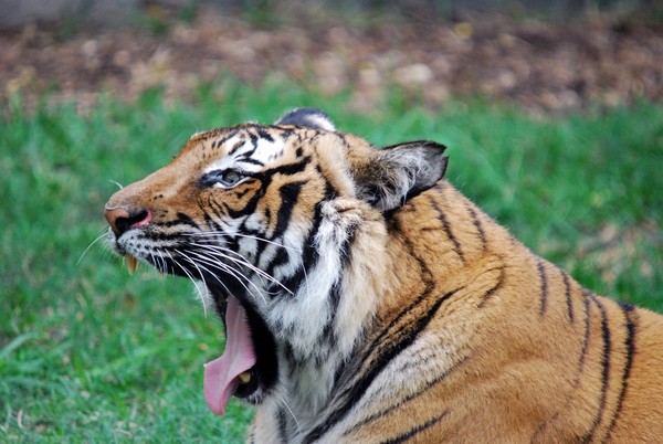 Tiger Yawn