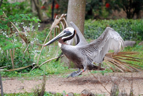 Lets All Do The Pelican Hop