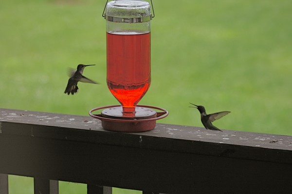 Flight Fight