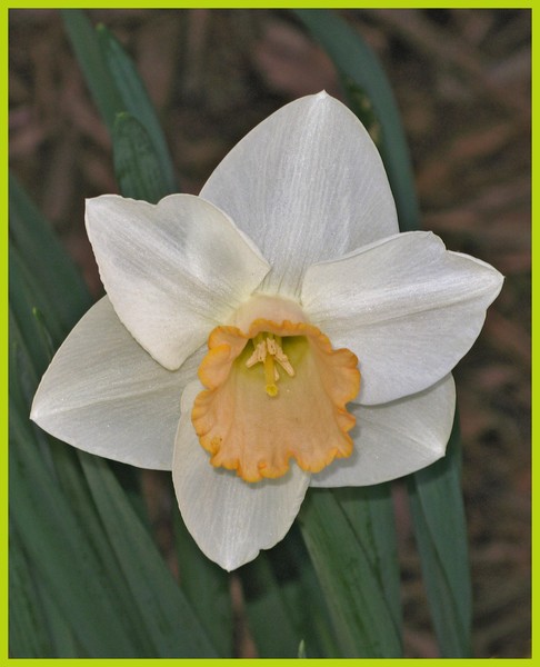 WHITE DAFFODIL