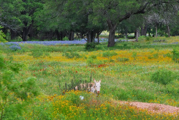 Donkey in the Wildflowers
