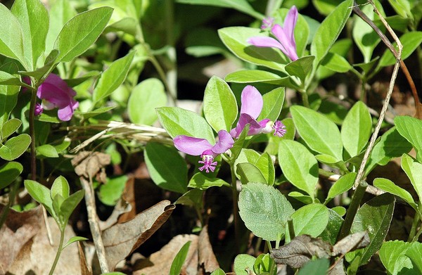 Fringed Polygala; Gaywings