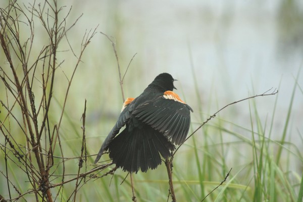 Red Winged Black Bird