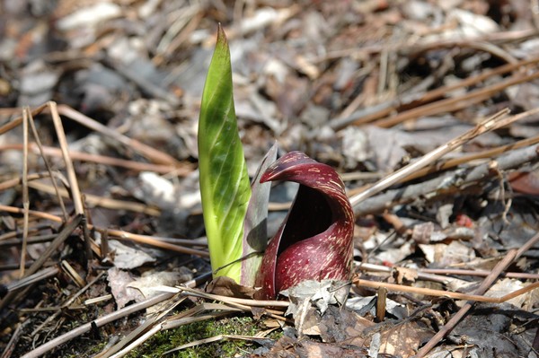 sure sign of spring