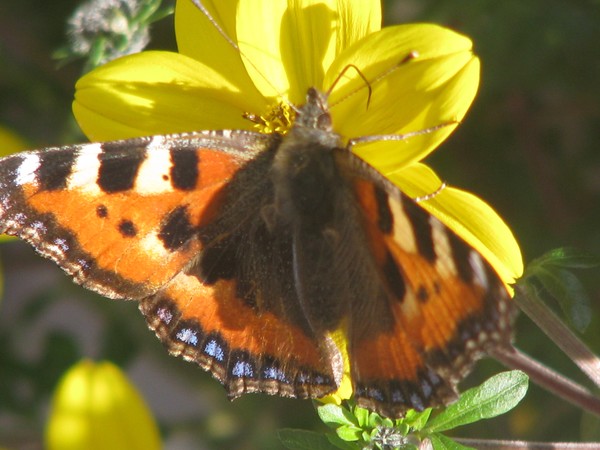 2008 BUTTERLY SERIES